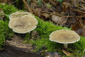 Attēlu rezultāti vaicājumam “Polyporus ciliatus”