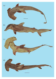 Image result for Paragaleus pectoralis