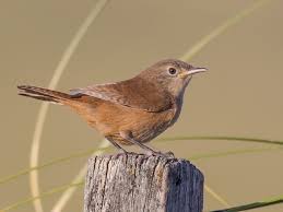 Attēlu rezultāti vaicājumam “Troglodytes troglodytes adult”