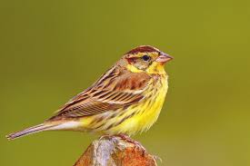 Image result for Emberiza aureola