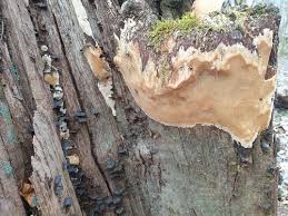 Attēlu rezultāti vaicājumam “Perenniporia medulla-panis”