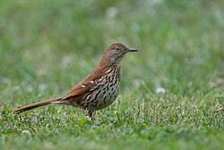 Image result for Toxostoma rufum