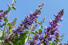 Image result for Katzenminze