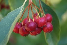 Attēlu rezultāti vaicājumam “Echinochloa crus-galli fruit”