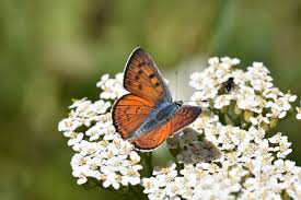 Attēlu rezultāti vaicājumam “Lycaena alciphron”