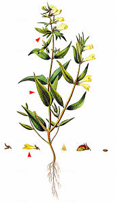 Attēlu rezultāti vaicājumam “Melampyrum pratense”