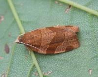 Attēlu rezultāti vaicājumam “Pandemis cinnamomeana female”