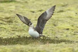 Attēlu rezultāti vaicājumam “Stercorarius parasiticus adult”