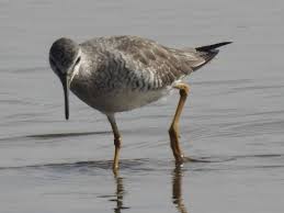 Image result for Tringa brevipes