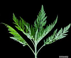 Attēlu rezultāti vaicājumam “Ambrosia artemisiifolia bud”