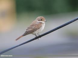 Image result for Lanius isabellinus