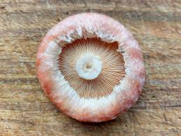 Attēlu rezultāti vaicājumam “Lactarius torminosus”