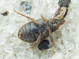 Attēlu rezultāti vaicājumam “Anthonomus pomorum”