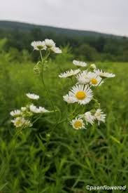 Attēlu rezultāti vaicājumam “Erigeron annuus flower”