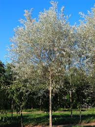 Attēlu rezultāti vaicājumam “Salix alba var. sericea”