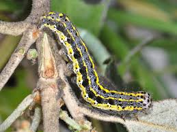 Attēlu rezultāti vaicājumam “Orthosia miniosa”