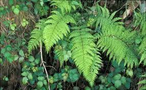 Attēlu rezultāti vaicājumam “Athyrium filix-femina”