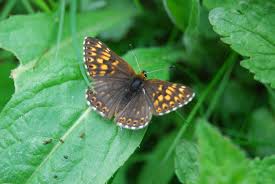 Attēlu rezultāti vaicājumam “Hamearis lucina underside”