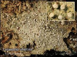 Attēlu rezultāti vaicājumam “Lecanactis abietina”