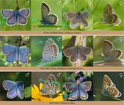 Attēlu rezultāti vaicājumam “Plebejus argus”