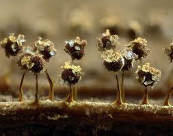 Attēlu rezultāti vaicājumam “Physarum flavicomum macro”