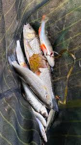 Image result for Plough Angling Society