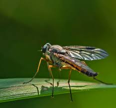 Attēlu rezultāti vaicājumam “Rhagionidae”