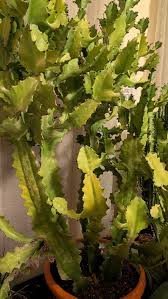 Attēlu rezultāti vaicājumam “Euphorbiaceae”