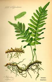 Attēlu rezultāti vaicājumam “Polypodium vulgare”