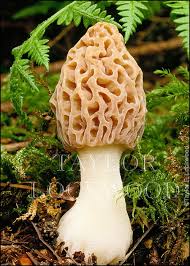 Attēlu rezultāti vaicājumam “Morchella sp.”