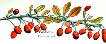 Attēlu rezultāti vaicājumam “Berberis thunbergii fruit”