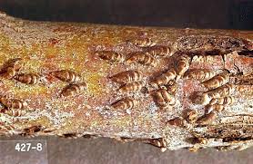 Attēlu rezultāti vaicājumam “Lepidosaphes ulmi”