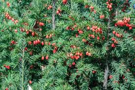 Attēlu rezultāti vaicājumam “Taxus baccata fruit”
