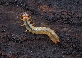 Attēlu rezultāti vaicājumam “Pyrochroidae larva”