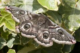 Attēlu rezultāti vaicājumam “Saturnia pavonia female”