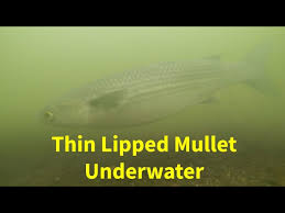 Image result for Liza ramada