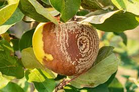 Attēlu rezultāti vaicājumam “Cydonia oblonga fruit”