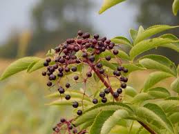 Attēlu rezultāti vaicājumam “Sambucus nigra fruit”