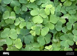 Attēlu rezultāti vaicājumam “Oxalis acetosella leaf”