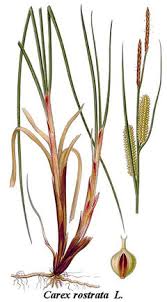 Attēlu rezultāti vaicājumam “Carex arenaria  fruit”