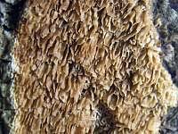 Attēlu rezultāti vaicājumam “Ceriporiopsis aneirina”