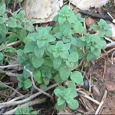 Image result for Oregano