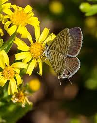 Attēlu rezultāti vaicājumam “Lopinga achine upperside”