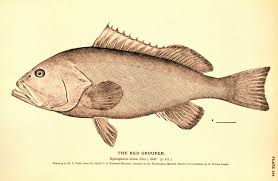 Image result for Epinephelus morio