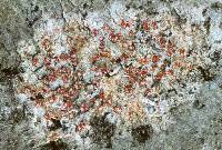 Attēlu rezultāti vaicājumam “Arthonia leucopellaea”