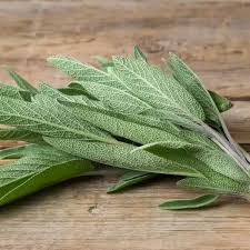 Image result for Salbei
