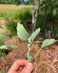 Attēlu rezultāti vaicājumam “Chenopodium album leaf”