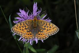 Attēlu rezultāti vaicājumam “Brenthis ino”