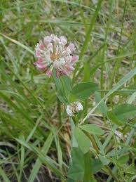 Attēlu rezultāti vaicājumam “Trifolium hybridum flower”