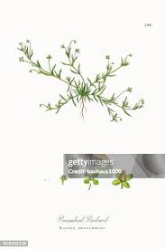 Attēlu rezultāti vaicājumam “Sagina procumbens leaf”